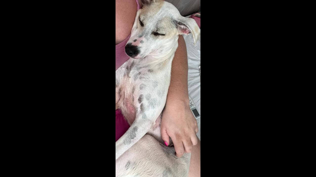 Cachorra Luna desapareceu no bairro Maria Luiza