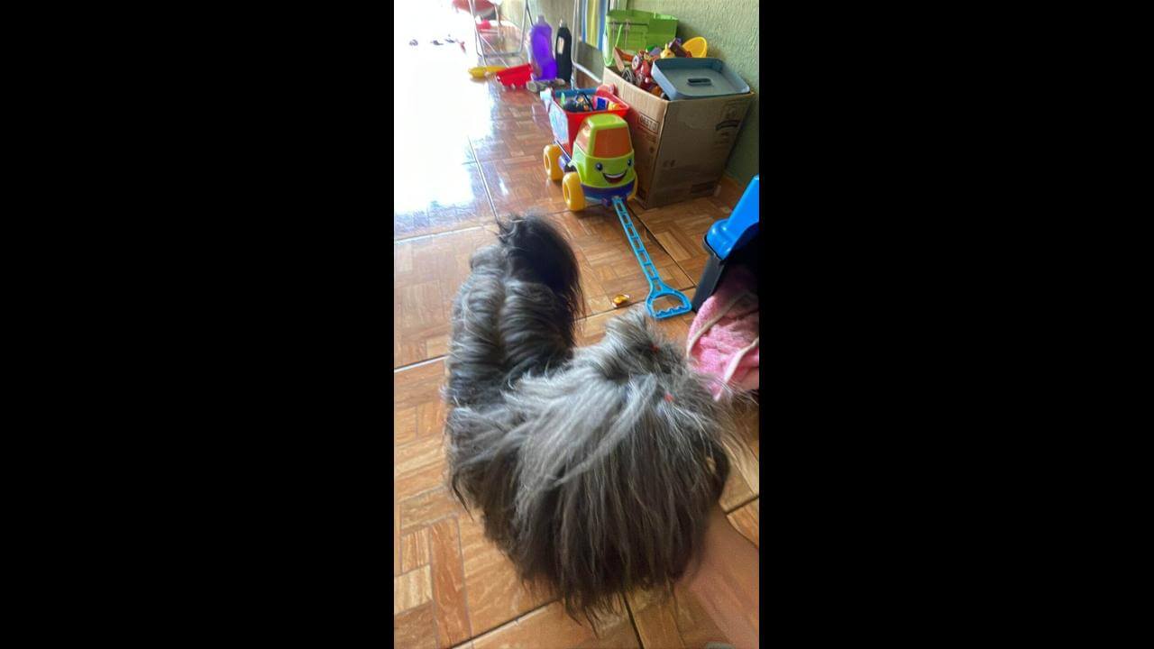Cachorra é encontrada no bairro Interlagos