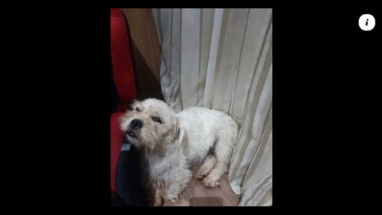 Cachorra Princesa desapareceu no bairro Cascavel Velho Cachorra Princesa desapareceu no bairro Cascavel Velho