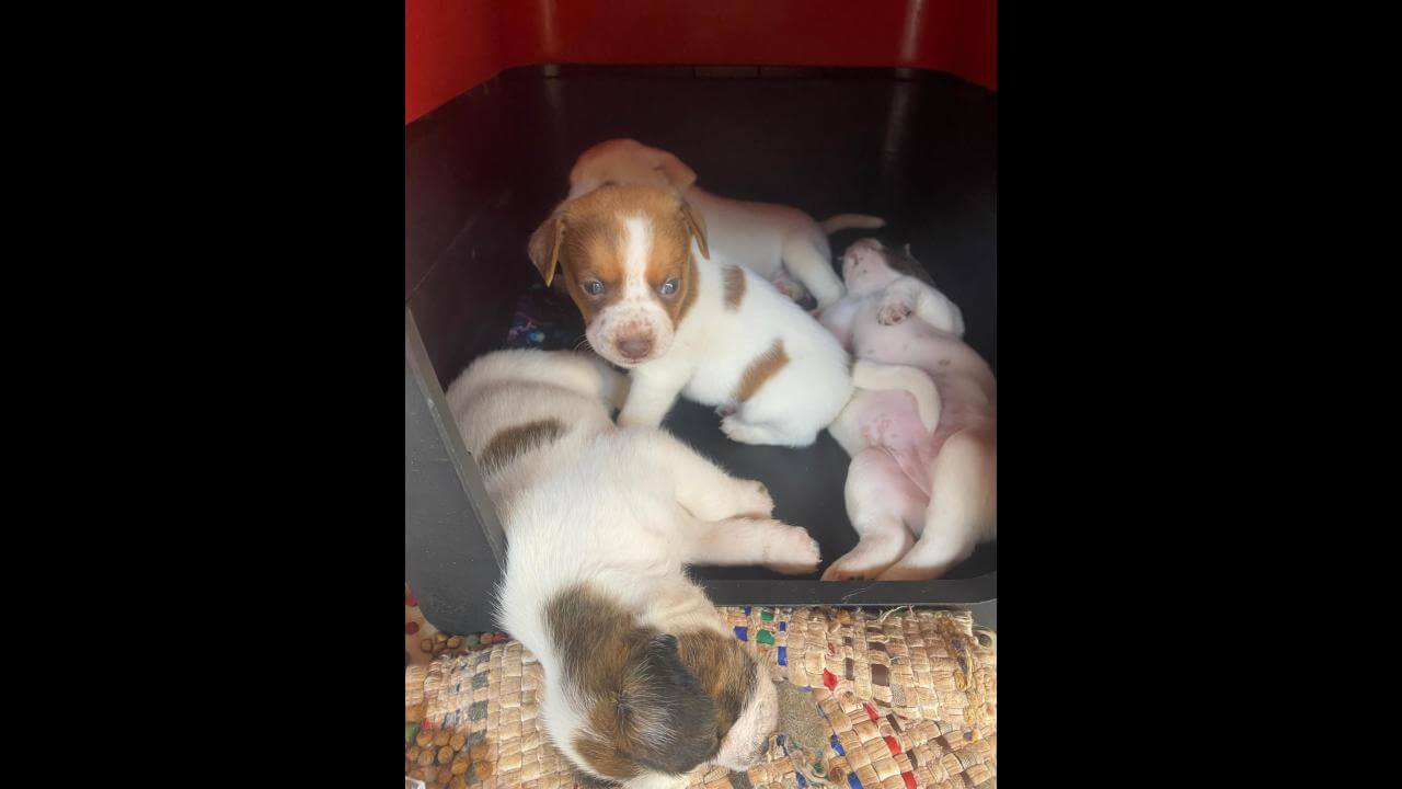 Cachorro Filhote desapareceu no bairro Cascavel Velho Cachorro Filhote desapareceu no bairro Cascavel Velho
