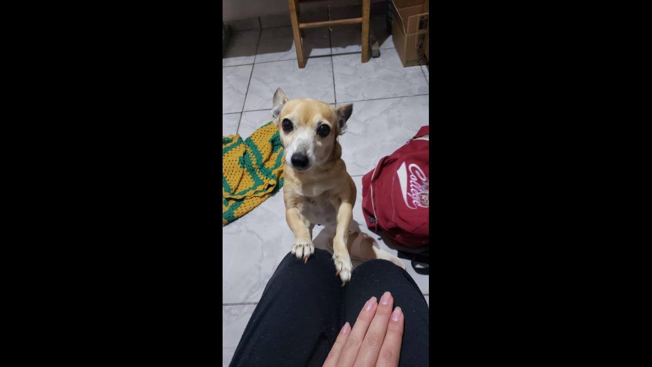 Cachorra Nina desapareceu no bairro Coqueiral Cachorra Nina desapareceu no bairro Coqueiral