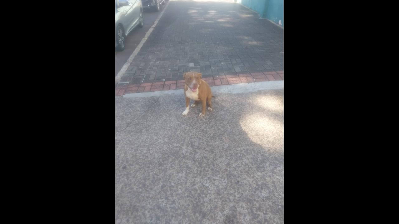 Cachorra é encontrada no bairro Centro Cachorra é encontrada no bairro Centro