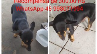 Imagem referente a Cachorra Nega desapareceu no bairro Floresta