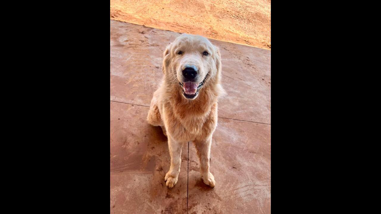 Cachorro Marshall desapareceu no bairro Fag Cachorro Marshall desapareceu no bairro Fag
