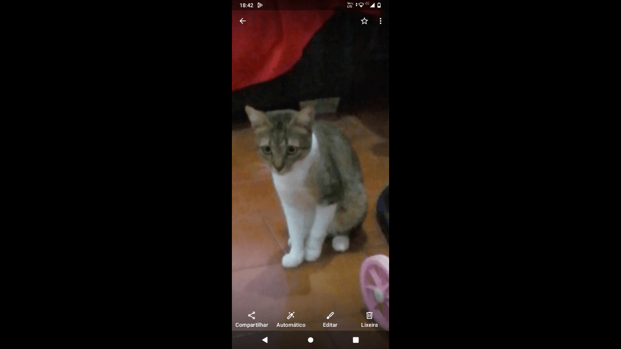 Gato desapareceu no bairro Nova Cidade