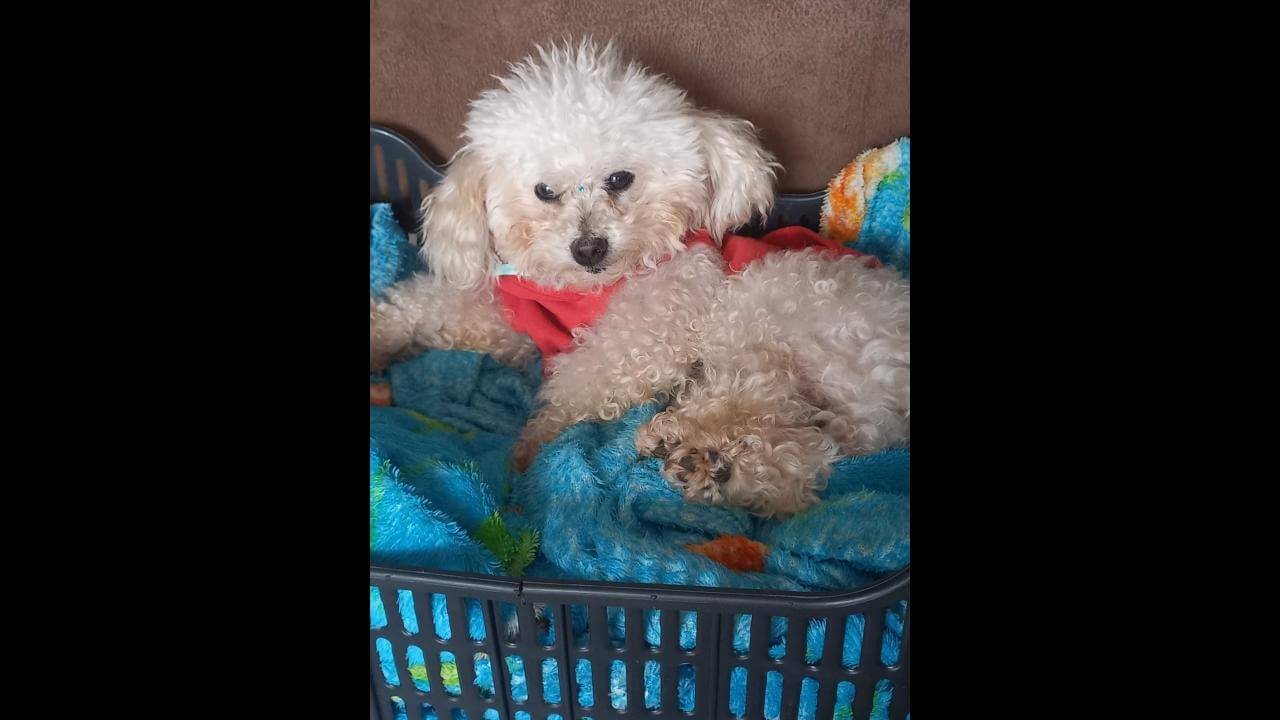 Cachorro desapareceu no bairro Universitário