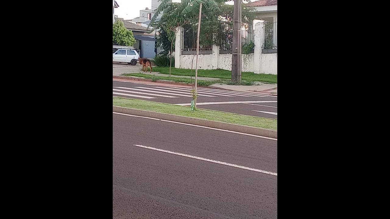 Cachorro é encontrado no bairro Nova York