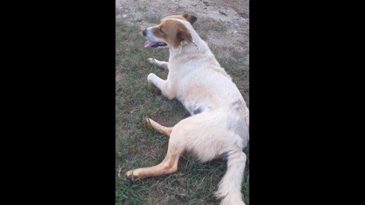 Cachorra Filó desapareceu no bairro Zona Industrial