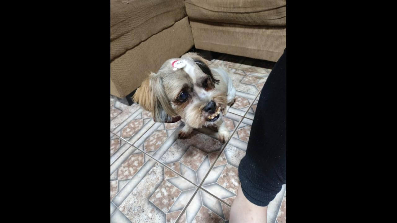 Cachorro é encontrado no bairro Esmeralda