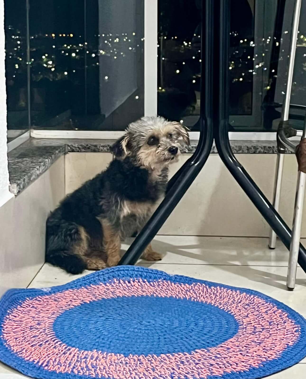 Cachorra é encontrada no bairro Santa Cruz