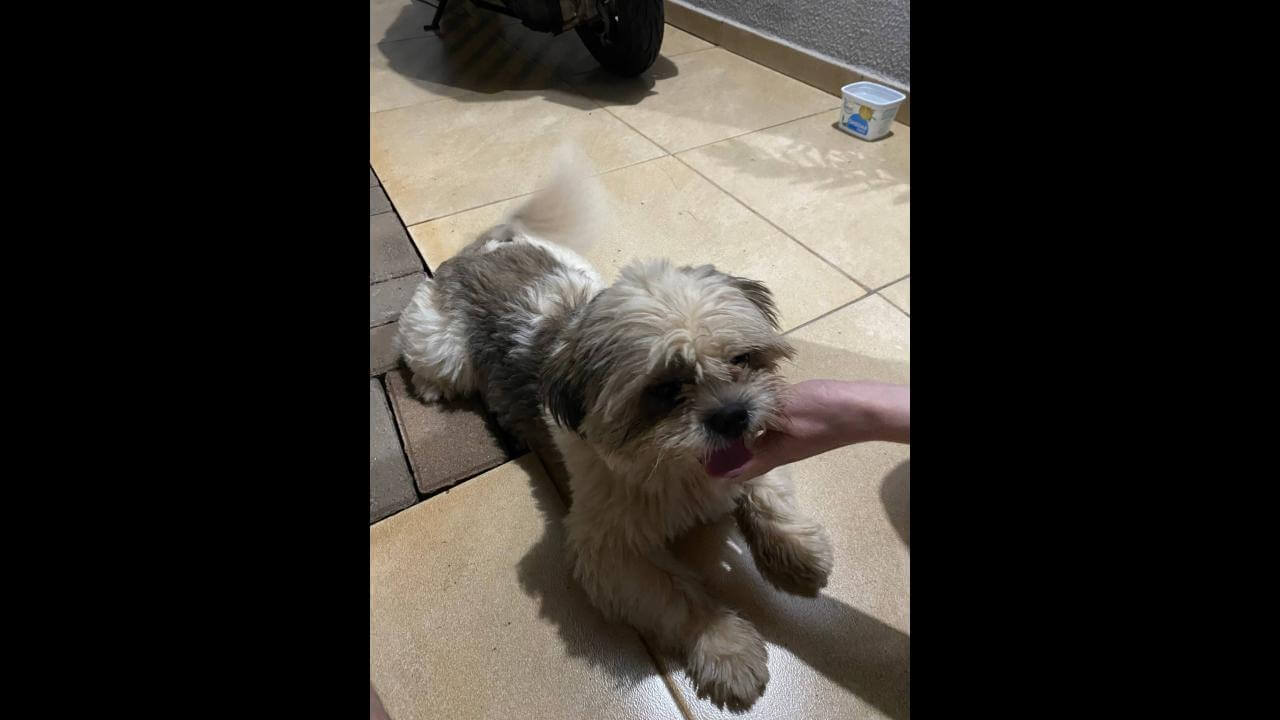 Cachorro é encontrado no bairro Pioneiros Catarinenses