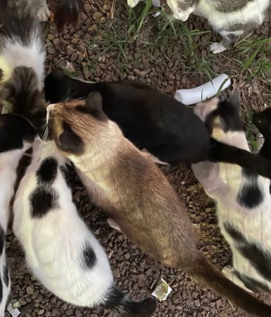 Imagem referente a Lote no Centro vira lar provisório para 20 gatos e resgate é urgente