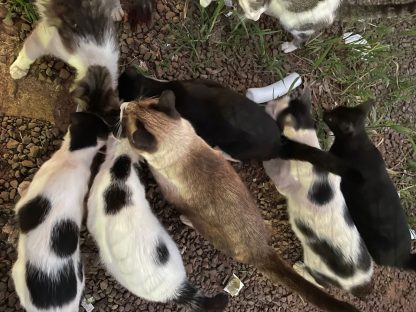 Imagem referente a Lote no Centro vira lar provisório para 20 gatos e resgate é urgente