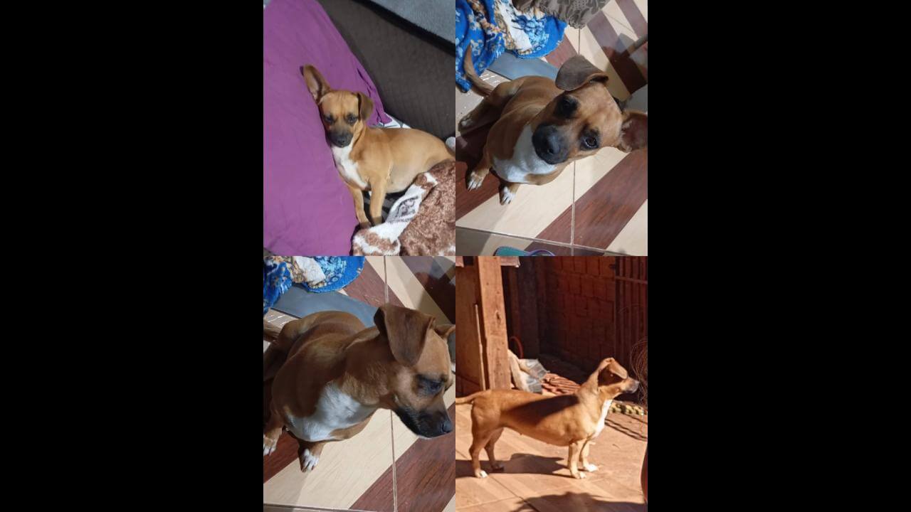 Cachorra Mel desapareceu no bairro Brasmadeira Cachorra Mel desapareceu no bairro Brasmadeira
