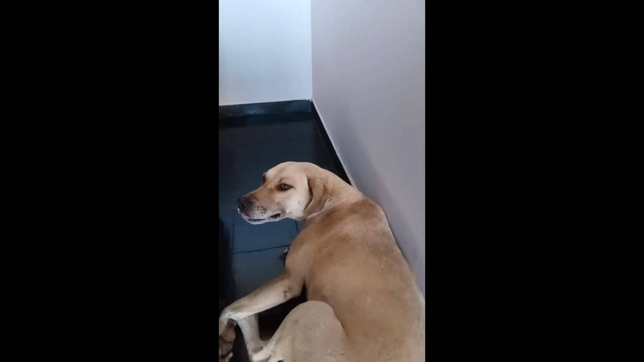 Cachorra é encontrada no bairro Coqueiral Cachorra é encontrada no bairro Coqueiral