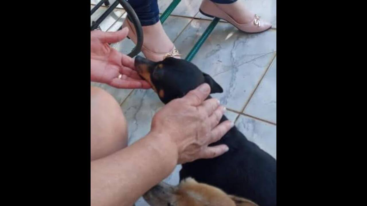 Cachorra Neguinha desapareceu no bairro Country Cachorra Neguinha desapareceu no bairro Country