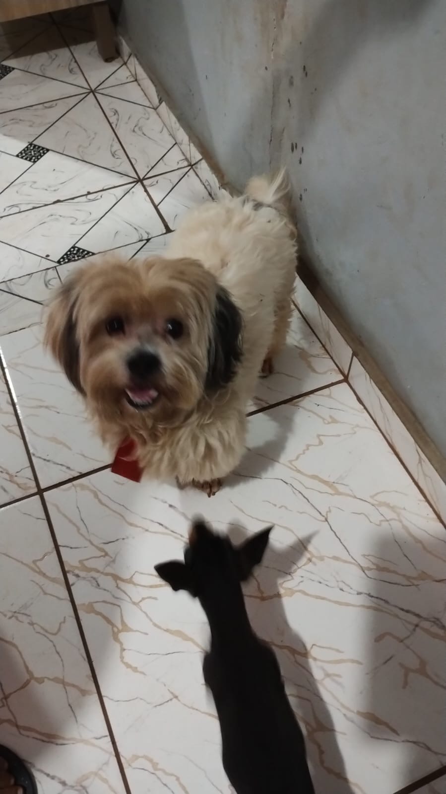 Cachorro é encontrado no Bairro Periolo