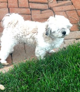 Imagem referente a Cachorrinha desaparecida no Bairro Barcelona