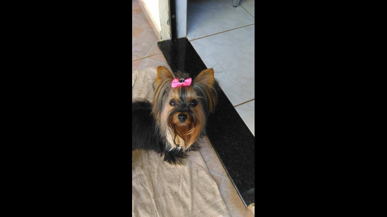 Cachorra Donna desapareceu no bairro Country Cachorra Donna desapareceu no bairro Country