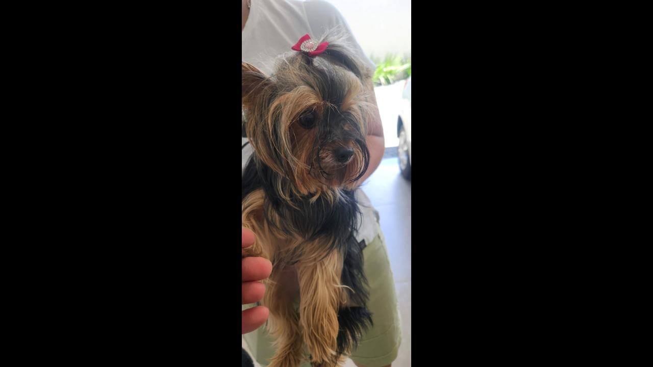 Cachorra é encontrada no bairro Country Cachorra é encontrada no bairro Country