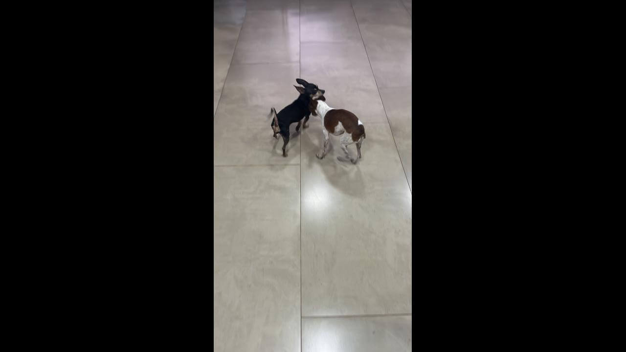 Cachorro Snoop e Nina desapareceram no bairro Santa Fé Cachorro Snoop e Nina desapareceram no bairro Santa Fé