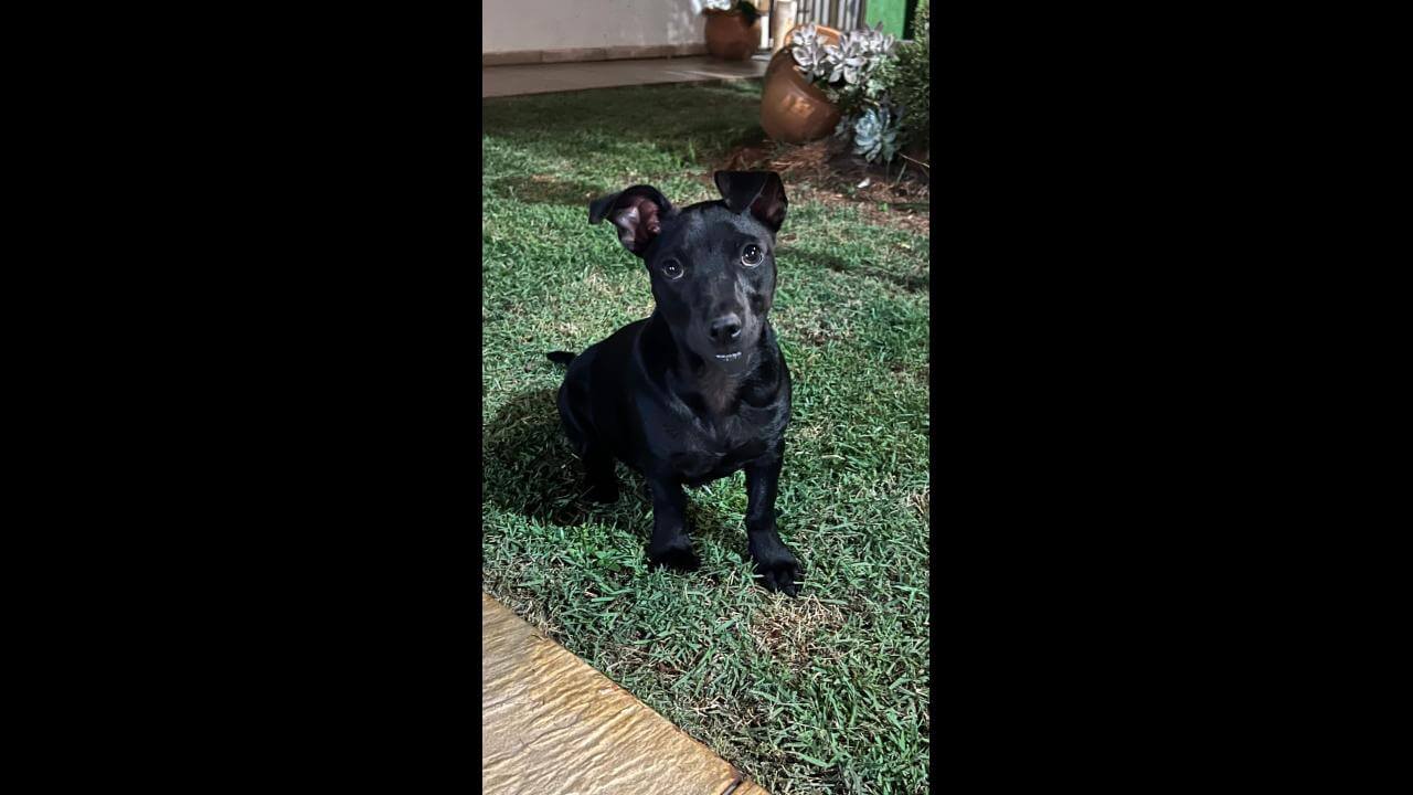 Cachorro é encontrado no bairro Parque Verde Cachorro é encontrado no bairro Parque Verde