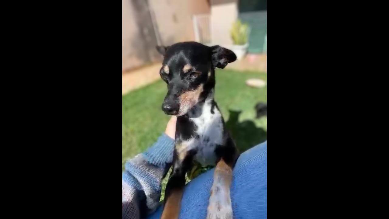 Cachorra Laila desapareceu no bairro Esmeralda Cachorra Laila desapareceu no bairro Esmeralda