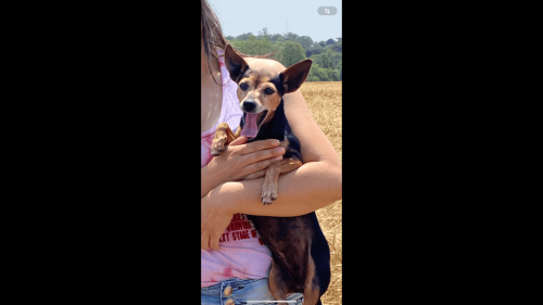 Imagem referente a Cachorra neguinha desapareceu no bairro Belmonte