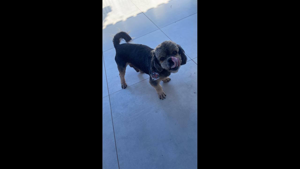 Cachorro é encontrado no bairro Universitário Cachorro é encontrado no bairro Universitário