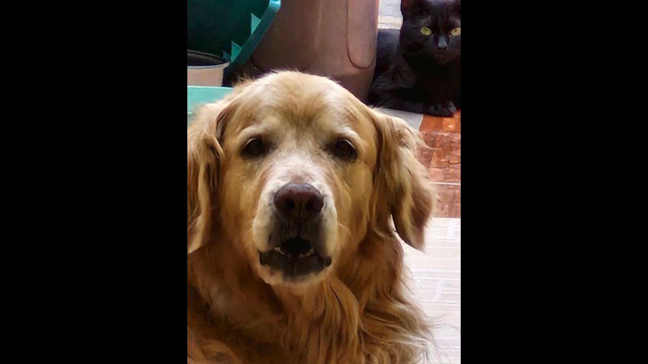 Cachorro Poulenc desapareceu no bairro Universitário Cachorro Poulenc desapareceu no bairro Universitário