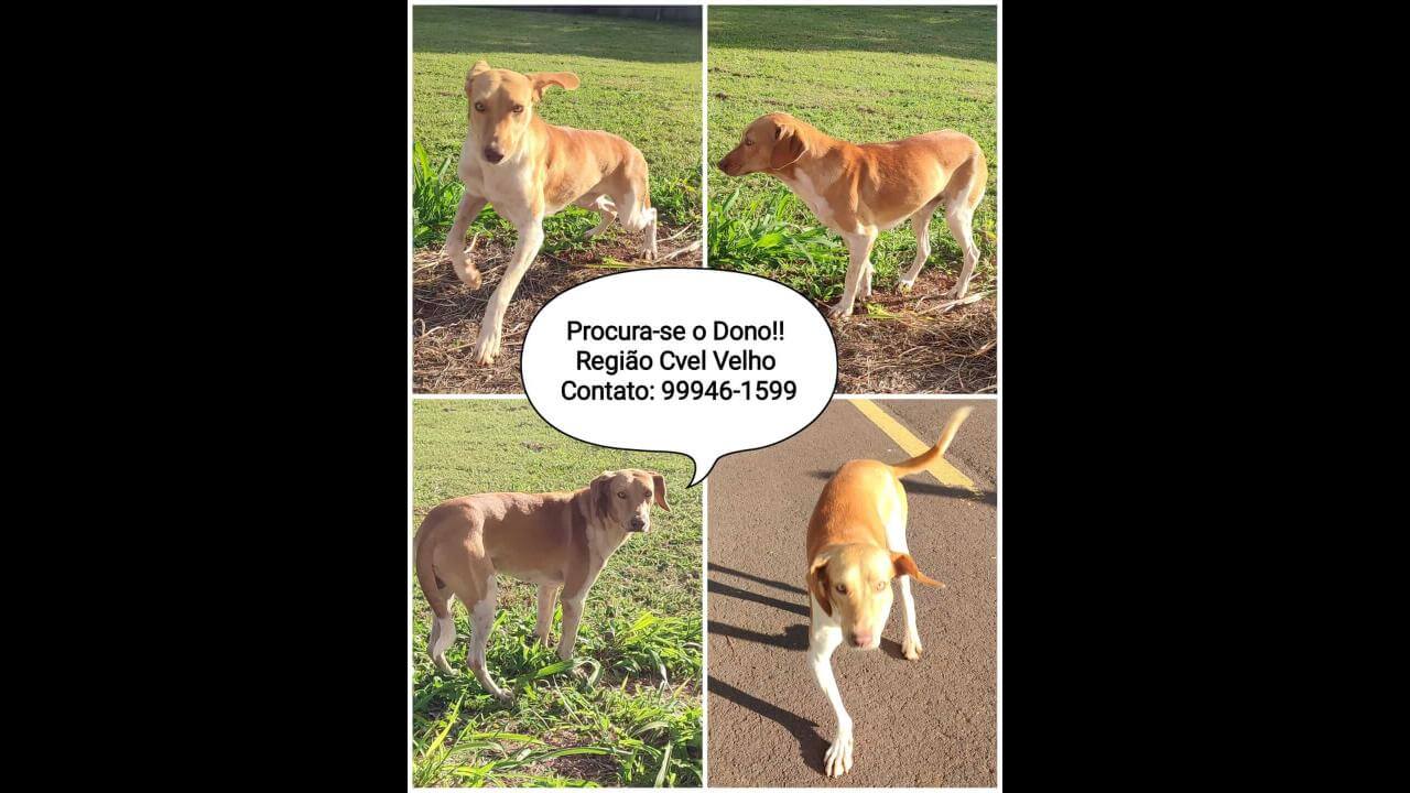 Cachorro é encontrado no bairro Presidente Cachorro é encontrado no bairro Presidente
