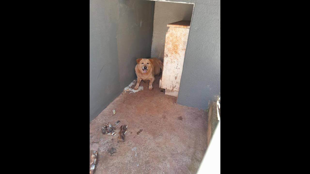 Cachorro é encontrado nas proximidades da rodovia BR 277 Cachorro é encontrado nas proximidades da rodovia BR 277