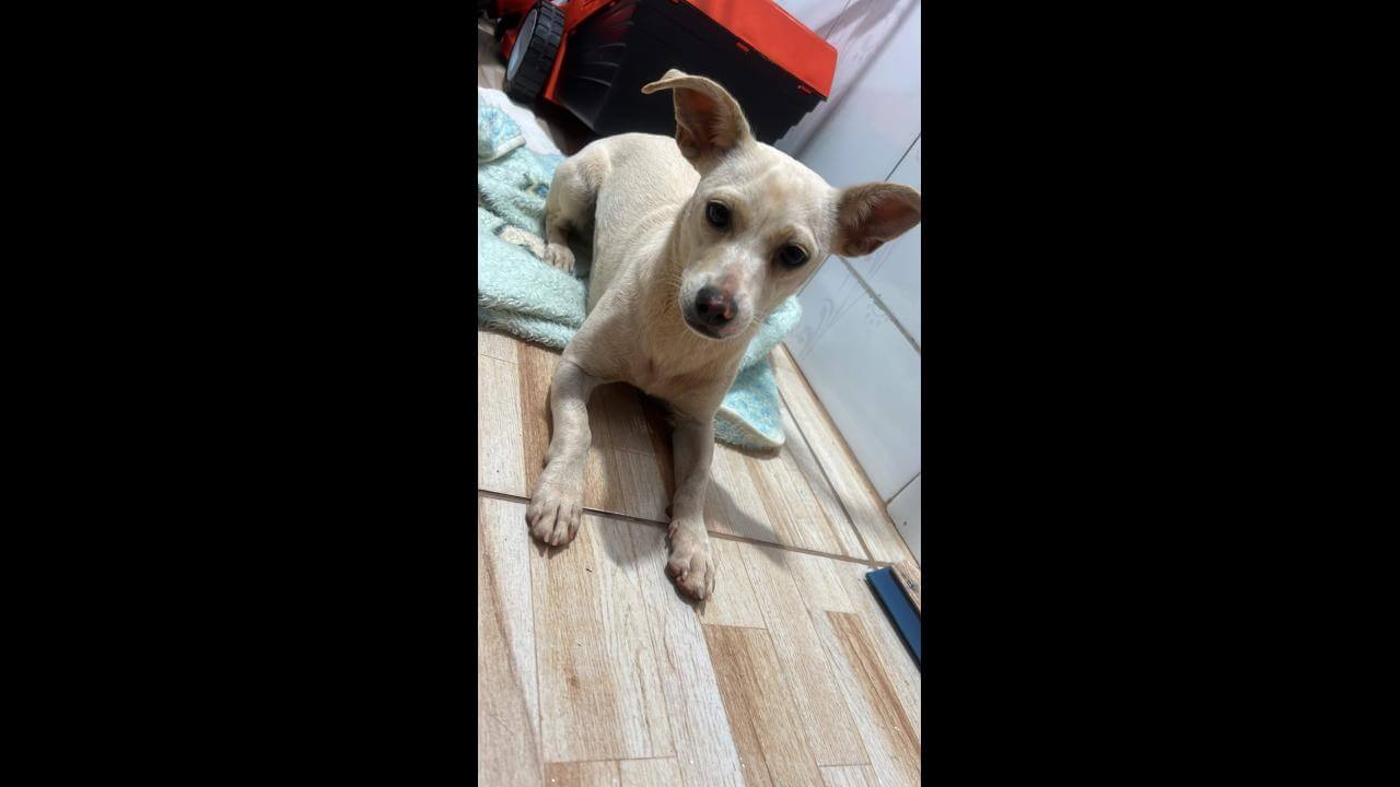 Cachorra é encontrada no bairro Verona Cachorra é encontrada no bairro Verona