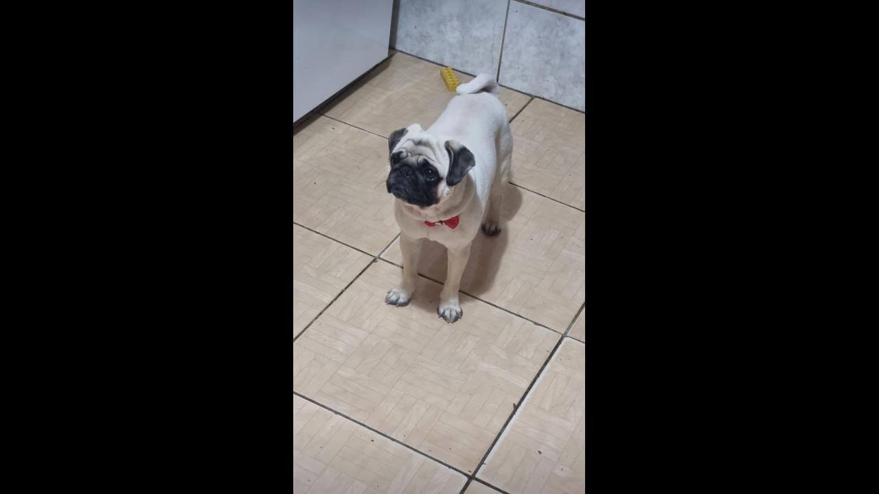 Cachorro desapareceu no bairro Floresta Cachorro desapareceu no bairro Floresta