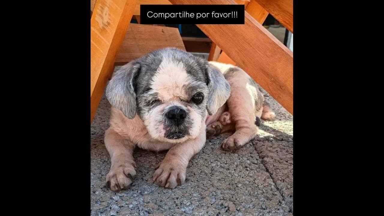 Cachorro Billy desapareceu no bairro Neva Cachorro Billy desapareceu no bairro Neva