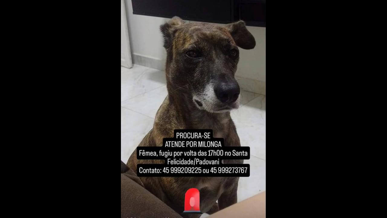 Cachorra Milonga desapareceu no bairro Jardim Padovani Cachorra Milonga desapareceu no bairro Jardim Padovani