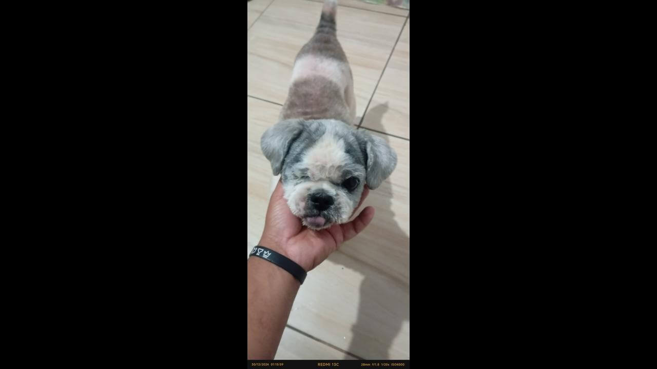 Cachorro é encontrado no bairro Alto Alegre Cachorro é encontrado no bairro Alto Alegre