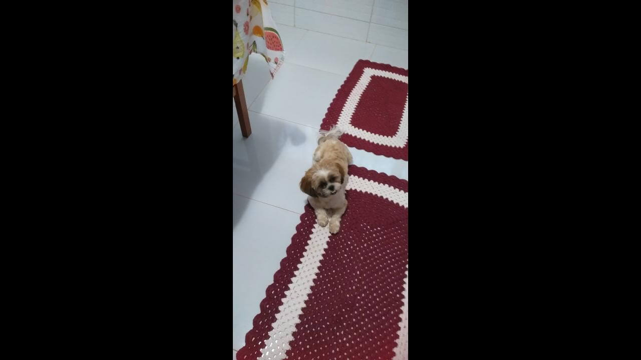 Cachorra é encontrada no bairro Jardim Veneza