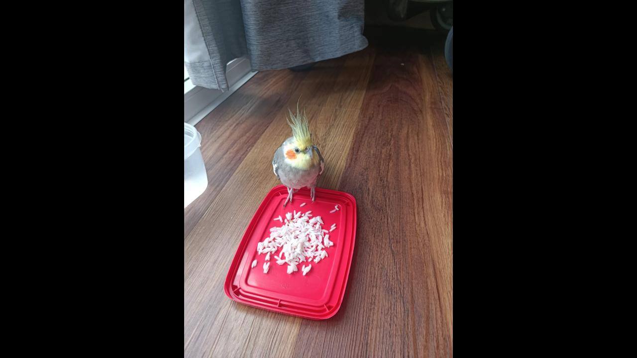 Calopsita é encontrado no bairro Pacaembu