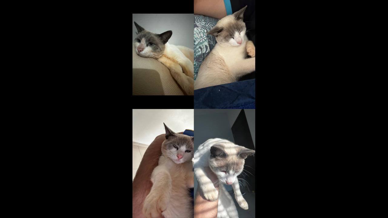 Gato desapareceu no bairro Pioneiros Catarinenses