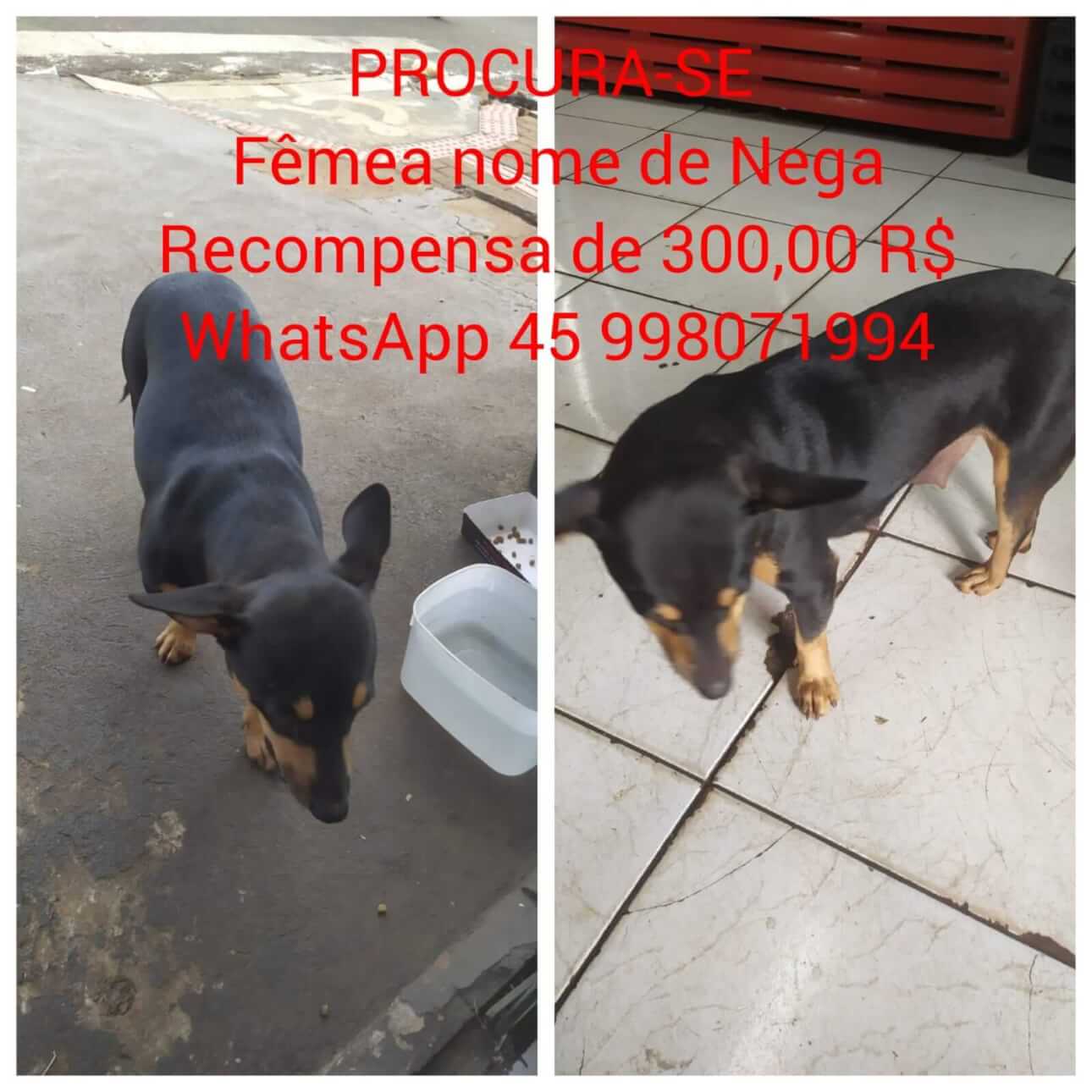 Cachorra Nega desapareceu no bairro Floresta