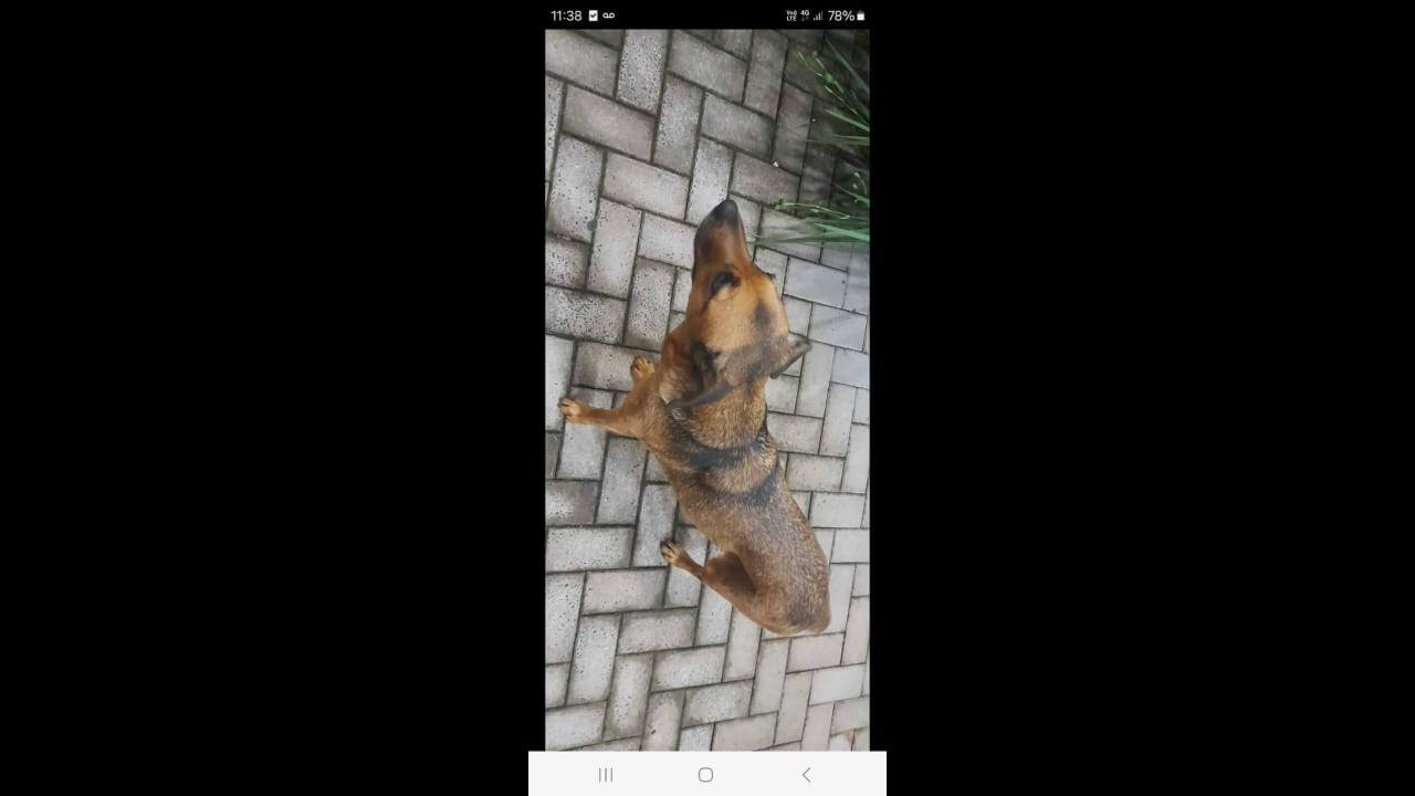 Cachorra Cacau desapareceu no bairro Centro