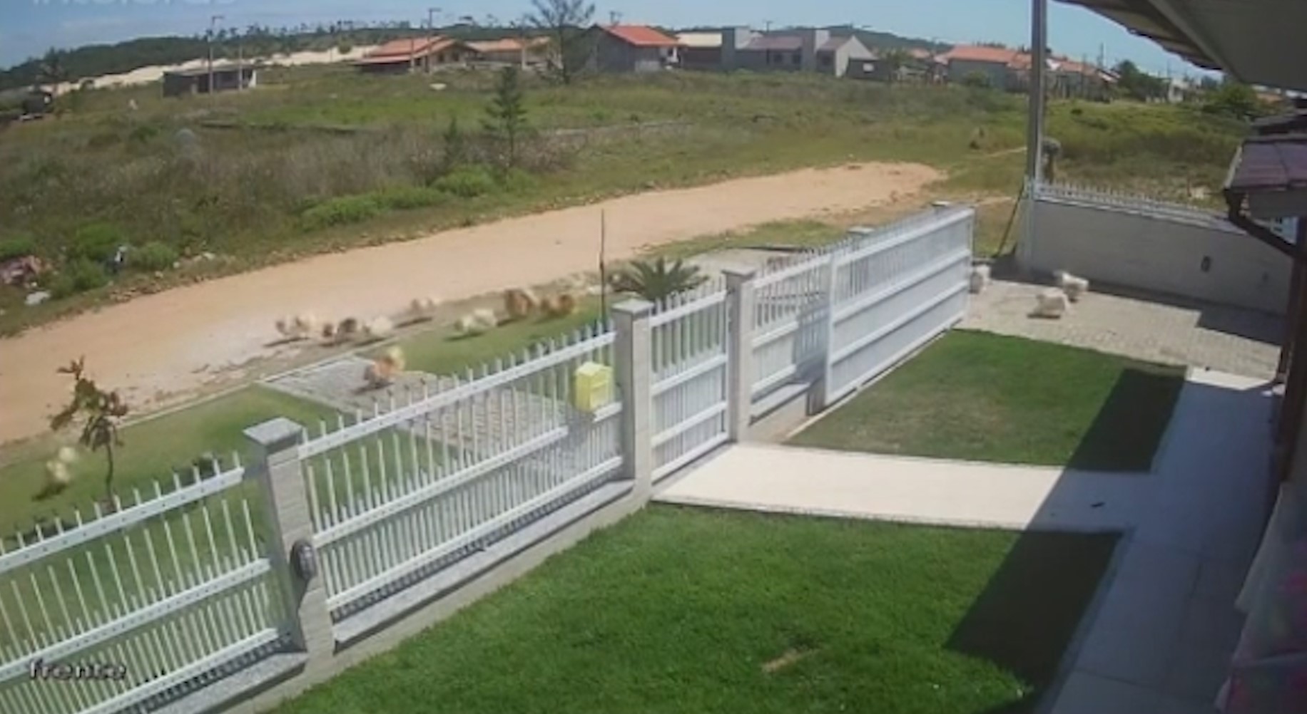 A fuga dos "Lulus"