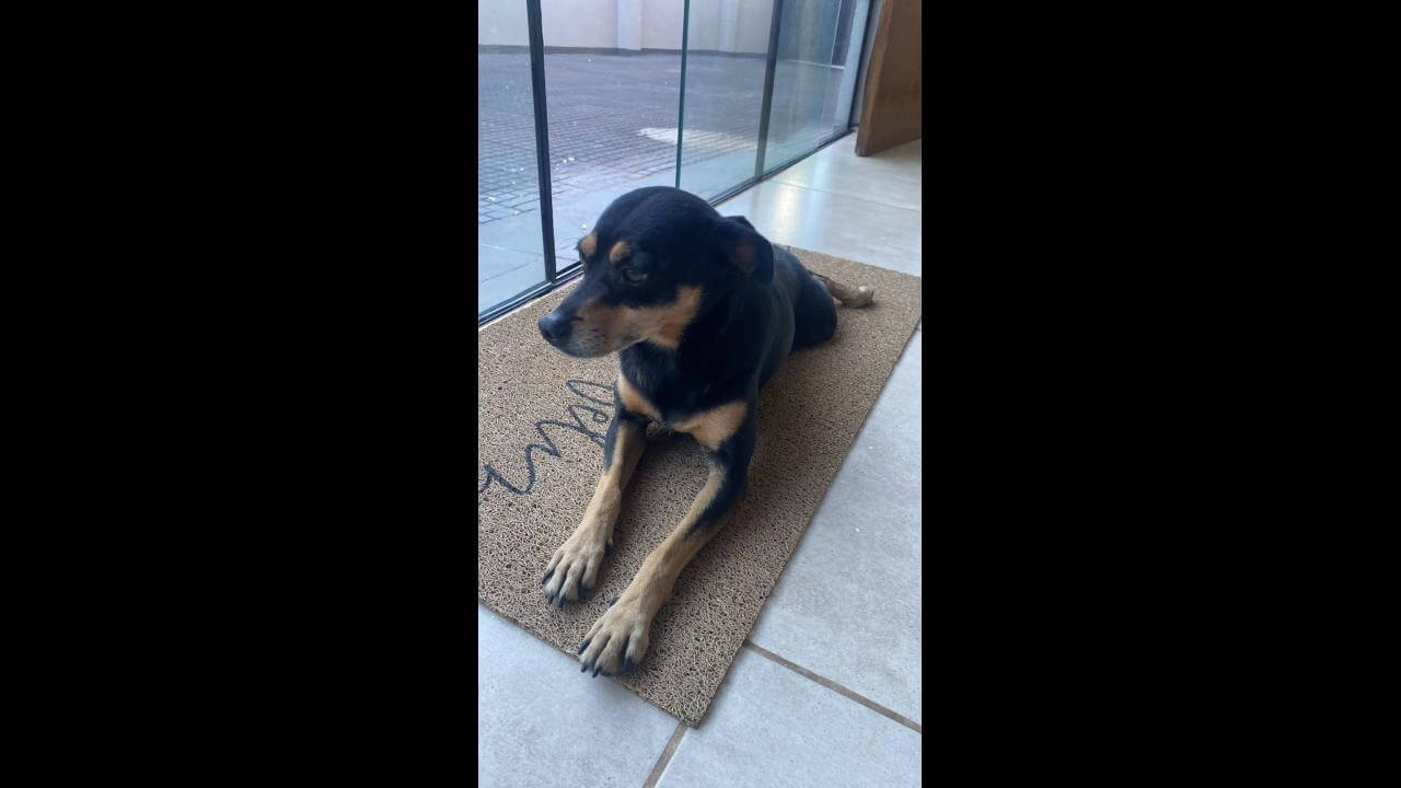 Cachorra é encontrada no bairro São Cristóvão