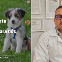 Imagem referente a Fogos de artifício assustam Pets e aumentam casos de desaparecimentos; Se seu animal fugir, conte com a CGN!