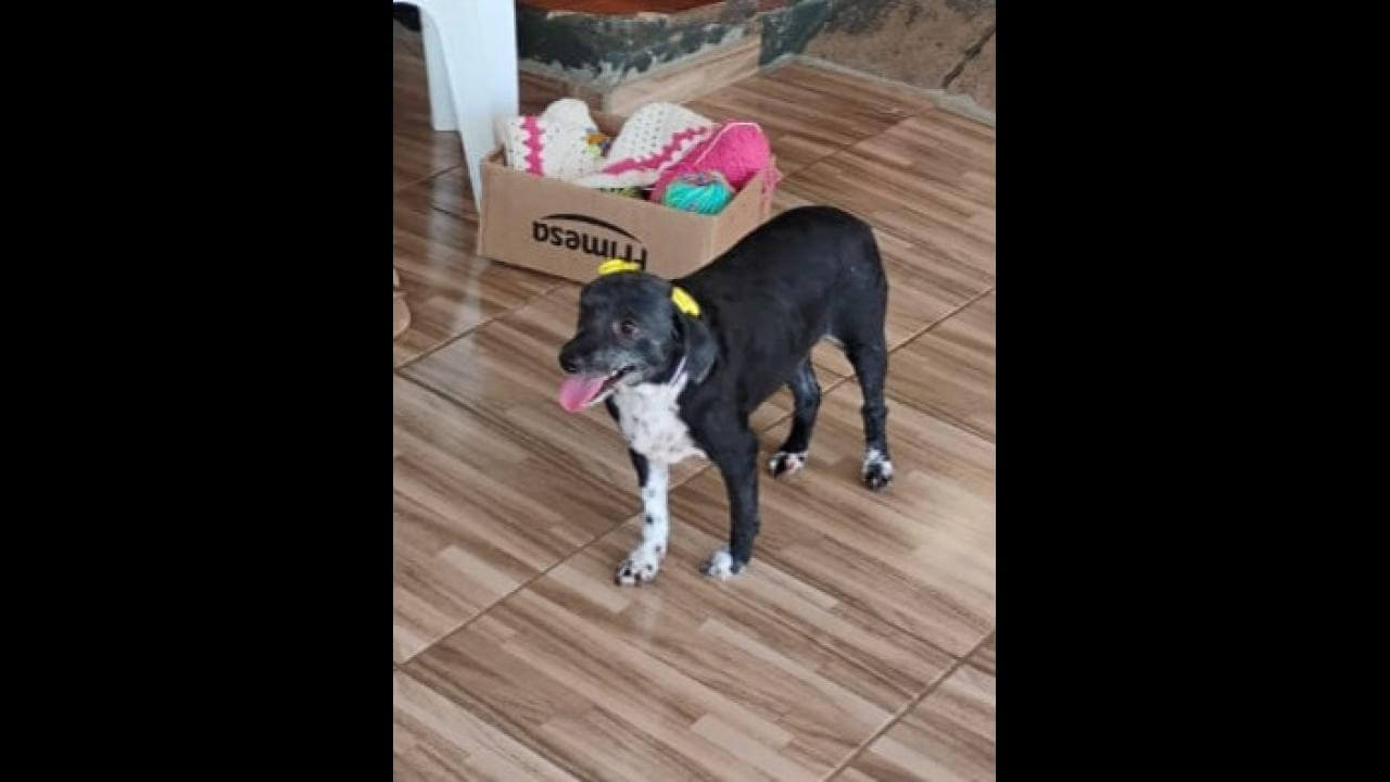Cachorra Neguinha desapareceu no bairro Presidente