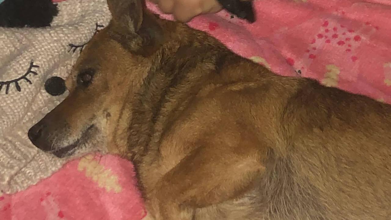 Cachorro Alfredo desapareceu no bairro Guarujá