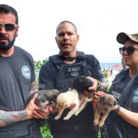 Imagem referente a Polícia Civil resgata cadela e filhotes de escombros de incêndio