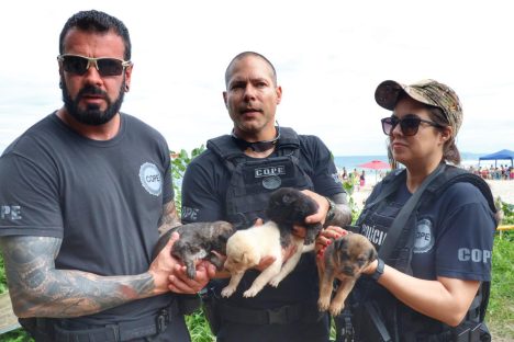 Imagem referente a Polícia Civil resgata cadela e filhotes de escombros de incêndio