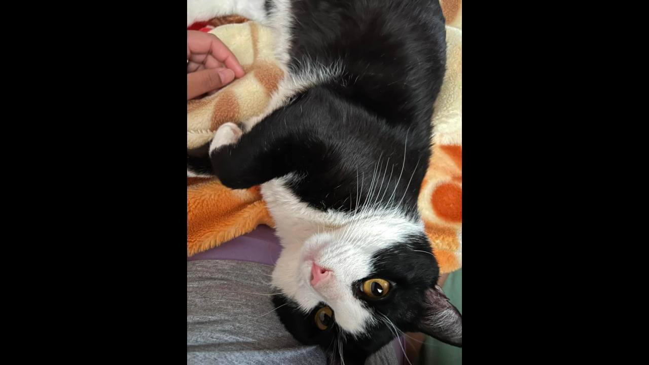 Gato Pimenta desapareceu no bairro Fag